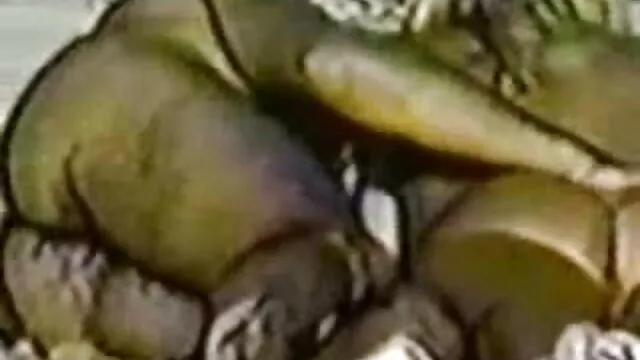 نيكا اباحية اجنبية